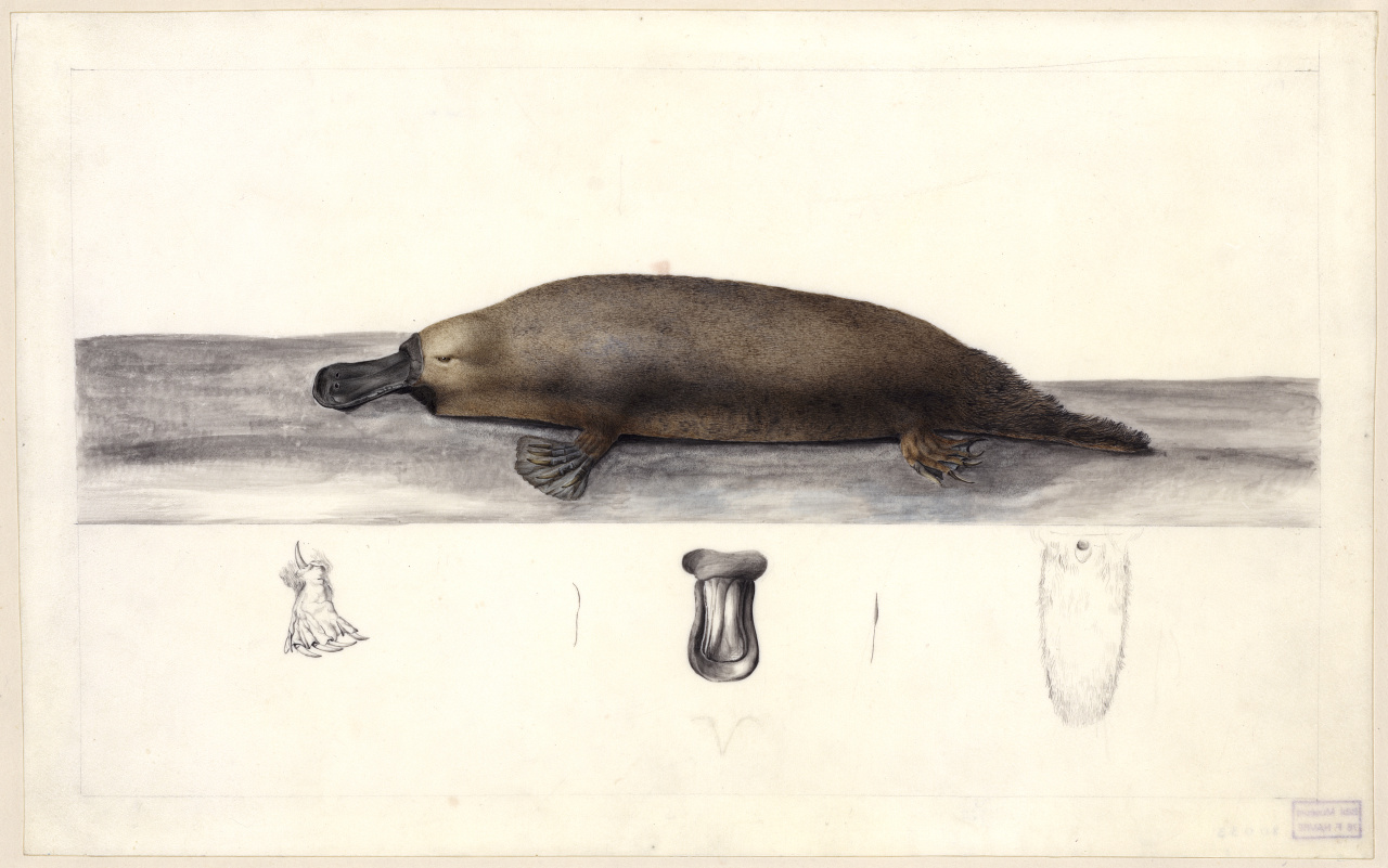 Ornithorynque, Ornythorynchus - Tasmanie et Australie Charles-Alexandre Lesueur Aquarelle, gouache et crayon sur vélin 24,4 x 38,8 cm MHN Le Havre, inv. 80033