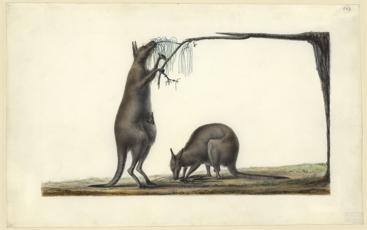 Kangourou Macropus Fuliginosus (Demarest, 1817), Charles-Alexandre Lesueur Entre 1804 et 1809 Aquarelle, gouache et crayon sur vélin 25,7 x 40,3 cm Le kangourou fuligineux appartient au groupe des grands kangourous gris. Il vit dans le sud de l’Australie. L’expédition en rapporta des Terres Australes. MHN Le Havre, inv. 80057