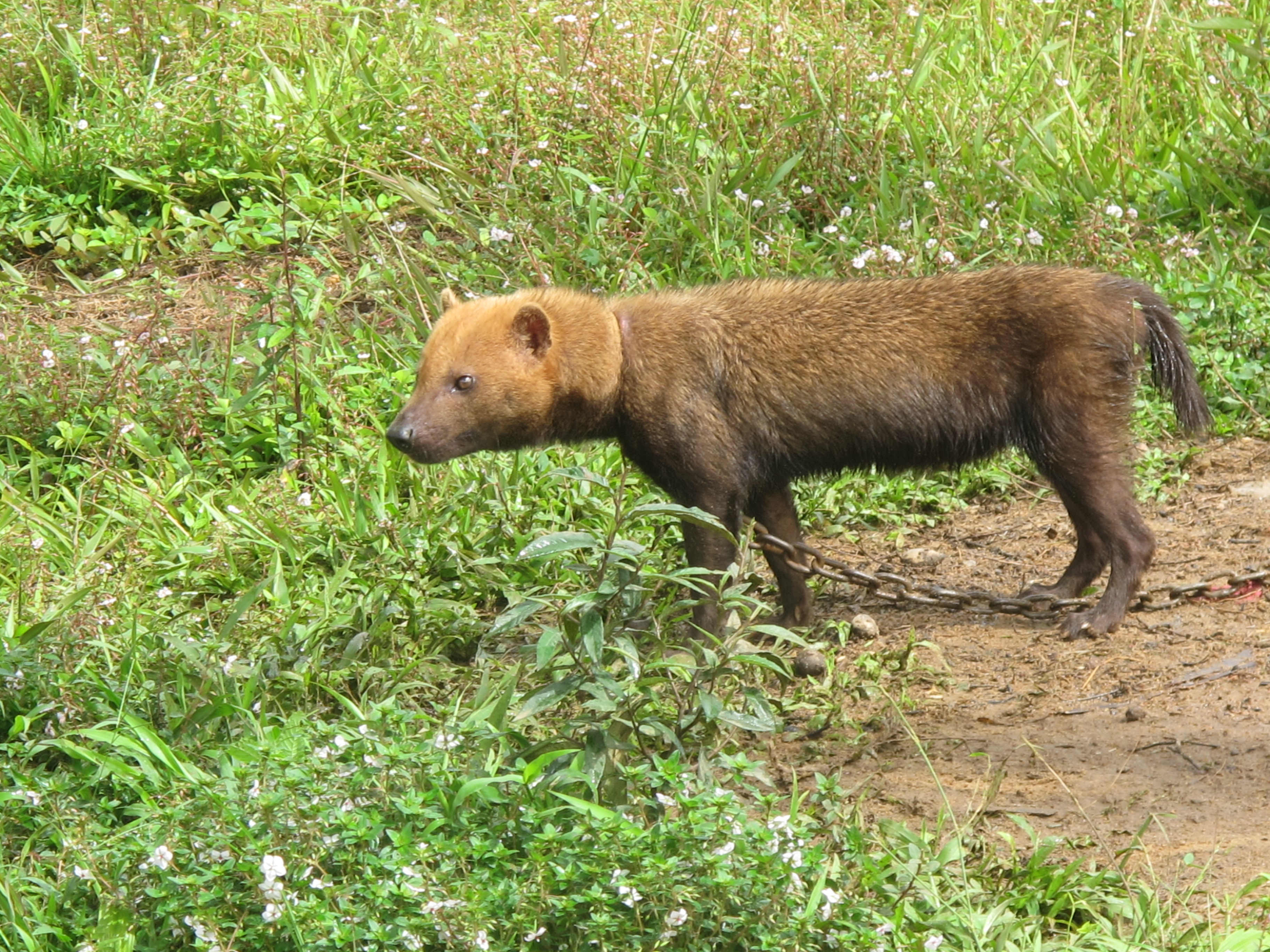 Chien Bois captif @Dominique Lestel 2014