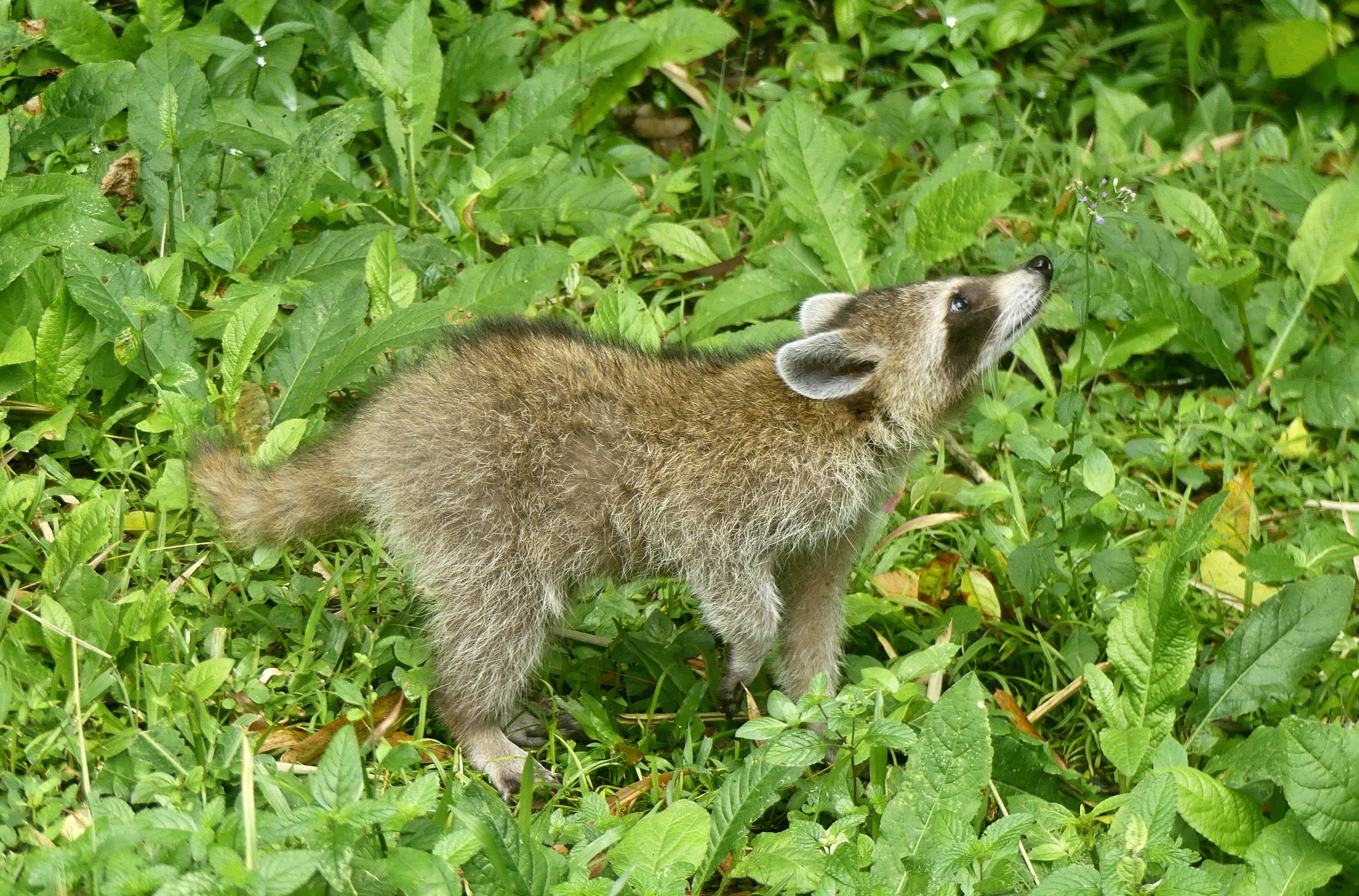 Jeune raton laveur de Guadeloupe Photo VAN GAVER